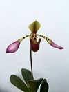 Paphiopedilum Lowii